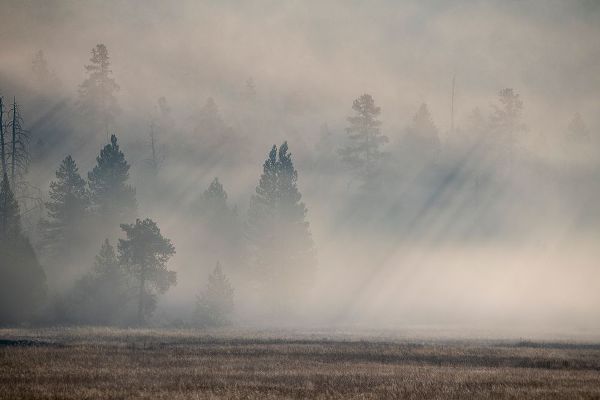 Hopkins, Cindy Miller 아티스트의 USA-Wyoming-Yellowstone National Park-Early morning fog with light rays through the trees작품입니다.